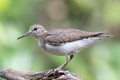 Common sandpiper