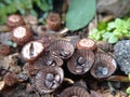 common saprobic bird's nest fungus Royalty Free Stock Photo