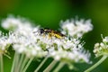 Common sawfly, Tenthredo notha, on a flower Royalty Free Stock Photo