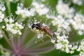 Common sawfly, Tenthredo notha, on a flower Royalty Free Stock Photo