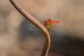 A common scarlet darter resting near water Royalty Free Stock Photo