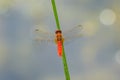 A common scarlet darter resting near water Royalty Free Stock Photo