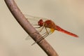 A common scarlet darter resting near water Royalty Free Stock Photo