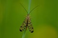 Common Scorpion Fly, Gewone Schorpioenvlieg, Panorpa communis