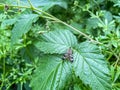 Common scorpion fly on a leaf