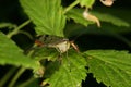 Common Scorpion fly (Panorpa communis)