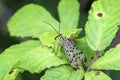 Common Scorpion Fly Panorpa communis