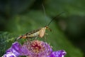 Common Scorpion Fly Panorpa communis