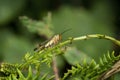 Common Scorpion Fly Panorpa communis