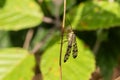 Common Scorpion Fly (Panorpa communis