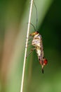 Common Scorpion Fly - Panorpa communis at rest.