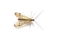 Panorpa communis common scorpion fly isolated