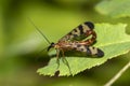 Common scorpion insect on a leaf