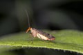 Common scorpionfly - Panorpa communis - female