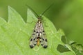 the common scorpionfly (Panorpa communis) in a natural habitat Royalty Free Stock Photo