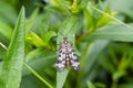 Common scorpionfly sitting between leaves Royalty Free Stock Photo