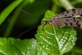 Common scorpionfly resting on a green leaf in a natural environment showcasing its unique features and delicate wings Royalty Free Stock Photo
