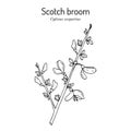 Common or Scotch broom Cytisus scoparius , medicinal and ornamental plant