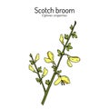 Common or Scotch broom Cytisus scoparius , medicinal and ornamental plant