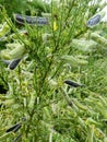 Common Scotch or European Broom - Cytisus scoparius, Norfolk, England, UK