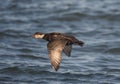 Common scoter, Melanitta nigra Royalty Free Stock Photo