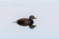 Common scoter male during spring migration