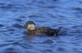 Common scoter, Melanitta nigra Royalty Free Stock Photo