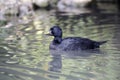 Common scoter, Melanitta nigra Royalty Free Stock Photo