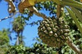 Common screwpine fruit, Pandanus utilis, Rio