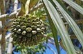 Common screwpine fruit, Pandanus utilis, Rio