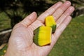 Common screwpine fruits, Pandanus utilis, on hand, Rio Royalty Free Stock Photo