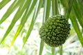 Common screwpine  Pandanus utilis  closeup. Royalty Free Stock Photo