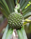 The Common Screwpine (Pandanus utilis) it is native to Mauritius Royalty Free Stock Photo