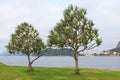 Common screwpine (Pandanus utilis) pine monocot tree near water