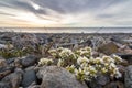 Common Scurvygrass, Cochlearia officinalis, on the pebble shore in the island of Jomfruland in Jomfruland National Park