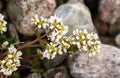 Common Scurvygrass, Cochlearia officinalis, on the pebble shore in the island of Jomfruland in Jomfruland National Park