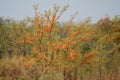 Common sea buckthorn in the autumn Royalty Free Stock Photo