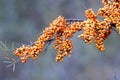 Common sea buckthorn in the autumn Royalty Free Stock Photo