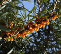 Common sea-buckthorn branch