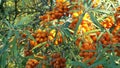 Common sea buckthorn Hippophae rhamnoides, tree and the bush fruit bearing berry, plant in family Elaeagnaceae