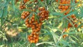 Common sea buckthorn Hippophae rhamnoides, tree and the bush fruit bearing berry, plant in family Elaeagnaceae