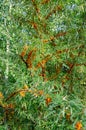 Sea buckthorn shrub with ripe orange berries on a sunny day, also referred to as sandthorn, sallowthorn, or seaberry