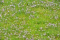 Common Sea Lavender - Limonium vulgare, Cley Marshes, Norfolk, England, UK. Royalty Free Stock Photo