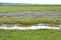 Common Sea Lavender - Limonium vulgare, Cley Marshes, Norfolk, England, UK. Royalty Free Stock Photo