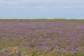 Common sea-lavender Limonium vulgare in flower Royalty Free Stock Photo