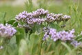 Common sea-lavender (Limonium vulgare) Royalty Free Stock Photo