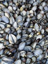 Common sea mussels seafood