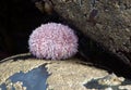 Common Sea Urchin (Echinus Esculentus)