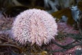 Common Sea Urchin (Echinus Esculentus)