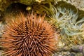 Common Sea Urchin, Cabo Cope Puntas del Calnegre Natural Park, Spain